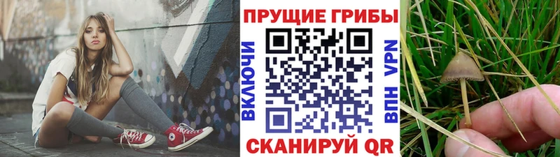продажа наркотиков  Мамадыш  Псилоцибиновые грибы прущие грибы 